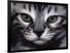 Silver Bengal Cat-Sarah Stribbling-Framed Art Print