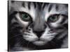 Silver Bengal Cat-Sarah Stribbling-Stretched Canvas