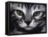 Silver Bengal Cat-Sarah Stribbling-Framed Stretched Canvas