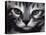 Silver Bengal Cat-Sarah Stribbling-Stretched Canvas
