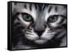 Silver Bengal Cat-Sarah Stribbling-Framed Stretched Canvas