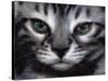 Silver Bengal Cat-Sarah Stribbling-Stretched Canvas