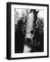 Silver Birch Bark-null-Framed Photographic Print