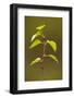 Silver Birch (Betula Pendula) Leaves in Spring, Beinn Eighe Nnr, Highlands, Nw Scotland, May-Mark Hamblin-Framed Photographic Print