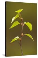Silver Birch (Betula Pendula) Leaves in Spring, Beinn Eighe Nnr, Highlands, Nw Scotland, May-Mark Hamblin-Stretched Canvas