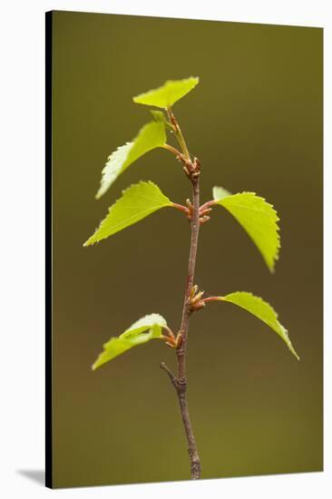 Silver Birch (Betula Pendula) Leaves in Spring, Beinn Eighe Nnr, Highlands, Nw Scotland, May-Mark Hamblin-Stretched Canvas