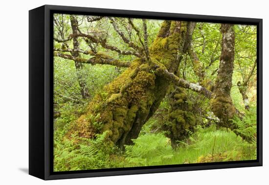 Silver Birch (Betula Pendula) with Trunk Covered in Moss in Natural Woodland, Highlands, Scotland-Mark Hamblin-Framed Stretched Canvas