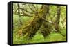 Silver Birch (Betula Pendula) with Trunk Covered in Moss in Natural Woodland, Highlands, Scotland-Mark Hamblin-Framed Stretched Canvas