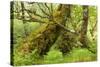 Silver Birch (Betula Pendula) with Trunk Covered in Moss in Natural Woodland, Highlands, Scotland-Mark Hamblin-Stretched Canvas