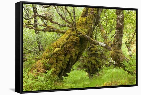 Silver Birch (Betula Pendula) with Trunk Covered in Moss in Natural Woodland, Highlands, Scotland-Mark Hamblin-Framed Stretched Canvas