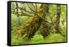 Silver Birch (Betula Pendula) with Trunk Covered in Moss in Natural Woodland, Highlands, Scotland-Mark Hamblin-Framed Stretched Canvas