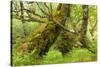 Silver Birch (Betula Pendula) with Trunk Covered in Moss in Natural Woodland, Highlands, Scotland-Mark Hamblin-Stretched Canvas