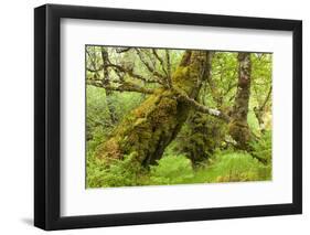 Silver Birch (Betula Pendula) with Trunk Covered in Moss in Natural Woodland, Highlands, Scotland-Mark Hamblin-Framed Photographic Print