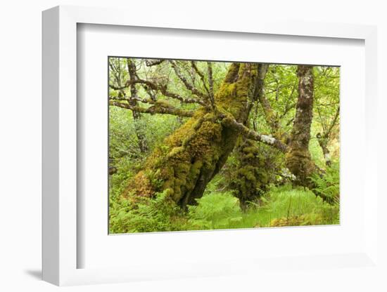 Silver Birch (Betula Pendula) with Trunk Covered in Moss in Natural Woodland, Highlands, Scotland-Mark Hamblin-Framed Photographic Print