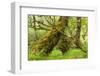 Silver Birch (Betula Pendula) with Trunk Covered in Moss in Natural Woodland, Highlands, Scotland-Mark Hamblin-Framed Photographic Print