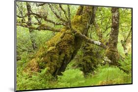 Silver Birch (Betula Pendula) with Trunk Covered in Moss in Natural Woodland, Highlands, Scotland-Mark Hamblin-Mounted Photographic Print