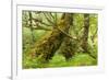 Silver Birch (Betula Pendula) with Trunk Covered in Moss in Natural Woodland, Highlands, Scotland-Mark Hamblin-Framed Photographic Print