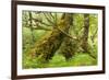 Silver Birch (Betula Pendula) with Trunk Covered in Moss in Natural Woodland, Highlands, Scotland-Mark Hamblin-Framed Photographic Print