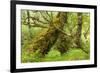 Silver Birch (Betula Pendula) with Trunk Covered in Moss in Natural Woodland, Highlands, Scotland-Mark Hamblin-Framed Photographic Print