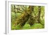 Silver Birch (Betula Pendula) with Trunk Covered in Moss in Natural Woodland, Highlands, Scotland-Mark Hamblin-Framed Photographic Print