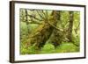 Silver Birch (Betula Pendula) with Trunk Covered in Moss in Natural Woodland, Highlands, Scotland-Mark Hamblin-Framed Photographic Print