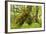Silver Birch (Betula Pendula) with Trunk Covered in Moss in Natural Woodland, Highlands, Scotland-Mark Hamblin-Framed Photographic Print