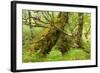 Silver Birch (Betula Pendula) with Trunk Covered in Moss in Natural Woodland, Highlands, Scotland-Mark Hamblin-Framed Photographic Print