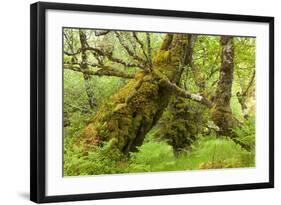 Silver Birch (Betula Pendula) with Trunk Covered in Moss in Natural Woodland, Highlands, Scotland-Mark Hamblin-Framed Photographic Print