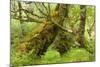 Silver Birch (Betula Pendula) with Trunk Covered in Moss in Natural Woodland, Highlands, Scotland-Mark Hamblin-Mounted Photographic Print