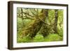 Silver Birch (Betula Pendula) with Trunk Covered in Moss in Natural Woodland, Highlands, Scotland-Mark Hamblin-Framed Photographic Print