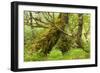 Silver Birch (Betula Pendula) with Trunk Covered in Moss in Natural Woodland, Highlands, Scotland-Mark Hamblin-Framed Photographic Print