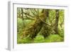 Silver Birch (Betula Pendula) with Trunk Covered in Moss in Natural Woodland, Highlands, Scotland-Mark Hamblin-Framed Photographic Print