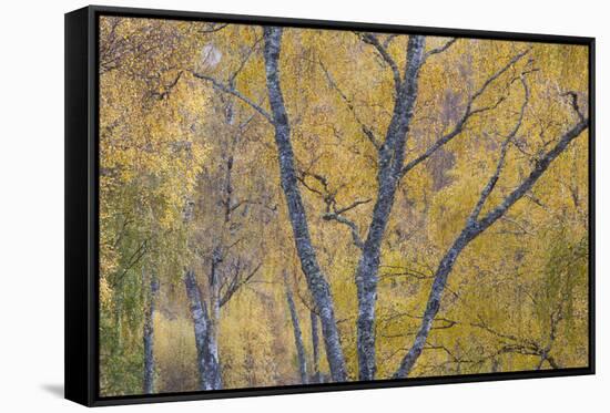 Silver Birch (Betula Pendula) Woodland in Autumn, Craigellachie Nnr, Cairngorms Np, Scotland, UK-Peter Cairns-Framed Stretched Canvas