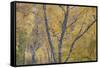 Silver Birch (Betula Pendula) Woodland in Autumn, Craigellachie Nnr, Cairngorms Np, Scotland, UK-Peter Cairns-Framed Stretched Canvas
