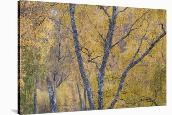 Silver Birch (Betula Pendula) Woodland in Autumn, Craigellachie Nnr, Cairngorms Np, Scotland, UK-Peter Cairns-Stretched Canvas