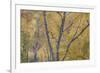 Silver Birch (Betula Pendula) Woodland in Autumn, Craigellachie Nnr, Cairngorms Np, Scotland, UK-Peter Cairns-Framed Photographic Print