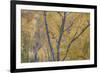 Silver Birch (Betula Pendula) Woodland in Autumn, Craigellachie Nnr, Cairngorms Np, Scotland, UK-Peter Cairns-Framed Photographic Print
