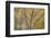 Silver Birch (Betula Pendula) Woodland in Autumn, Craigellachie Nnr, Cairngorms Np, Scotland, UK-Peter Cairns-Framed Photographic Print