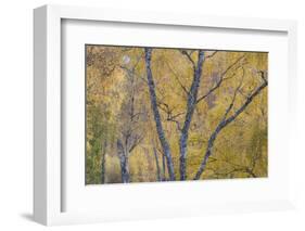 Silver Birch (Betula Pendula) Woodland in Autumn, Craigellachie Nnr, Cairngorms Np, Scotland, UK-Peter Cairns-Framed Photographic Print