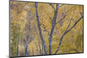 Silver Birch (Betula Pendula) Woodland in Autumn, Craigellachie Nnr, Cairngorms Np, Scotland, UK-Peter Cairns-Mounted Photographic Print