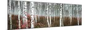 Silver Birch Forest, China-null-Mounted Art Print