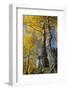 Silver Birch in autumn, Craigellachie National Nature Reserve, Cairngorms NP, Scotland-Laurie Campbell-Framed Photographic Print