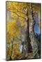 Silver Birch in autumn, Craigellachie National Nature Reserve, Cairngorms NP, Scotland-Laurie Campbell-Mounted Photographic Print