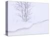 Silver Birch, in Winter Snow Cornice, Estonia-Niall Benvie-Stretched Canvas