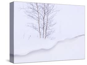 Silver Birch, in Winter Snow Cornice, Estonia-Niall Benvie-Stretched Canvas