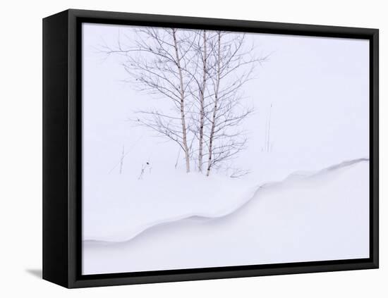 Silver Birch, in Winter Snow Cornice, Estonia-Niall Benvie-Framed Stretched Canvas