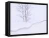 Silver Birch, in Winter Snow Cornice, Estonia-Niall Benvie-Framed Stretched Canvas