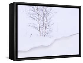 Silver Birch, in Winter Snow Cornice, Estonia-Niall Benvie-Framed Stretched Canvas