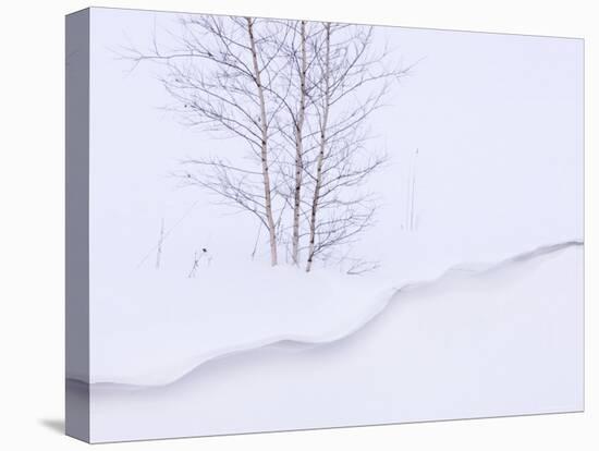 Silver Birch, in Winter Snow Cornice, Estonia-Niall Benvie-Stretched Canvas