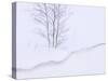 Silver Birch, in Winter Snow Cornice, Estonia-Niall Benvie-Stretched Canvas